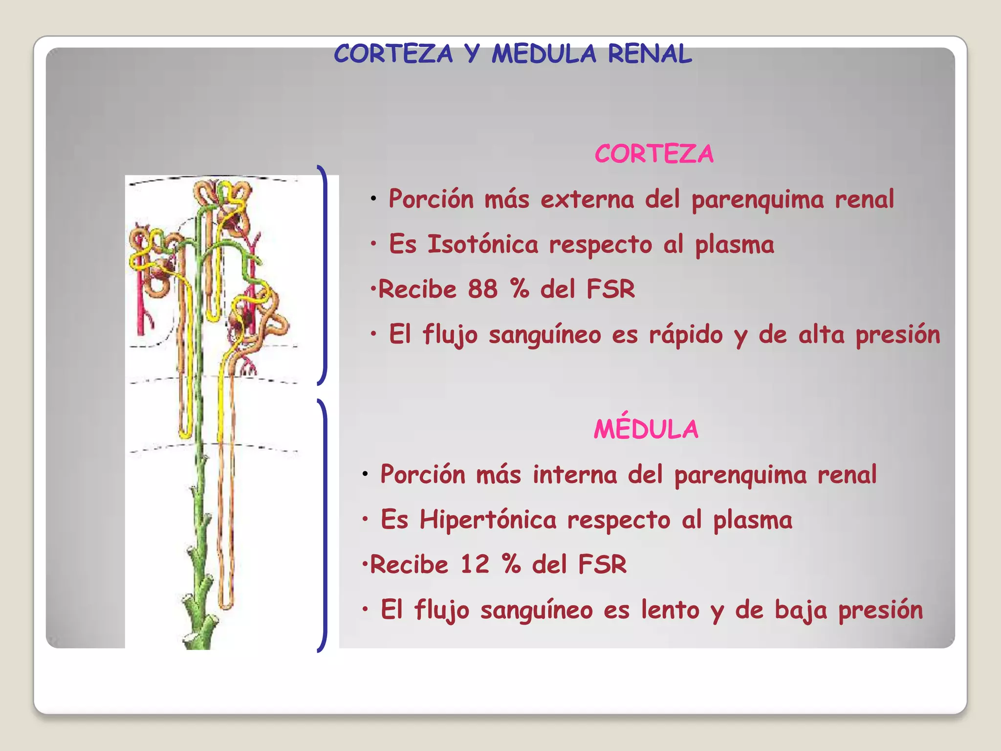 Anatomia del riñon | PPTX | Endocrine and Metabolic Diseases | Diseases ...