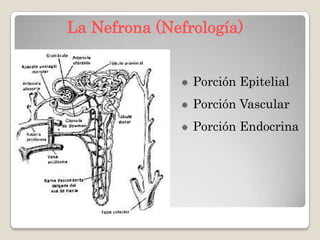 Anatomia del riñon | PPTX
