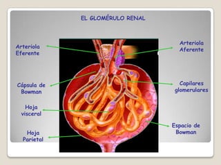 Anatomia del riñon | PPTX