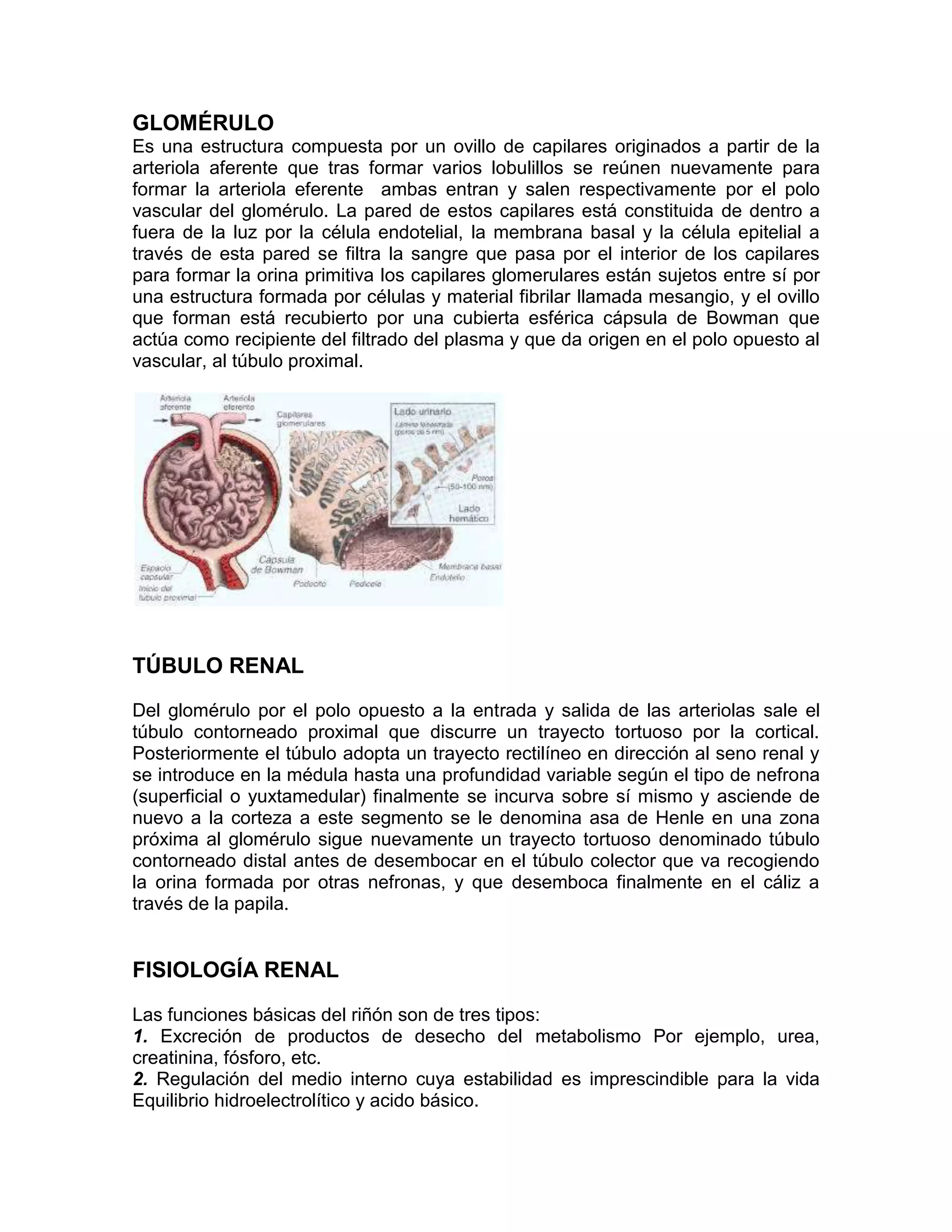 Anatomia del riñon | DOCX | Biological Sciences | Science