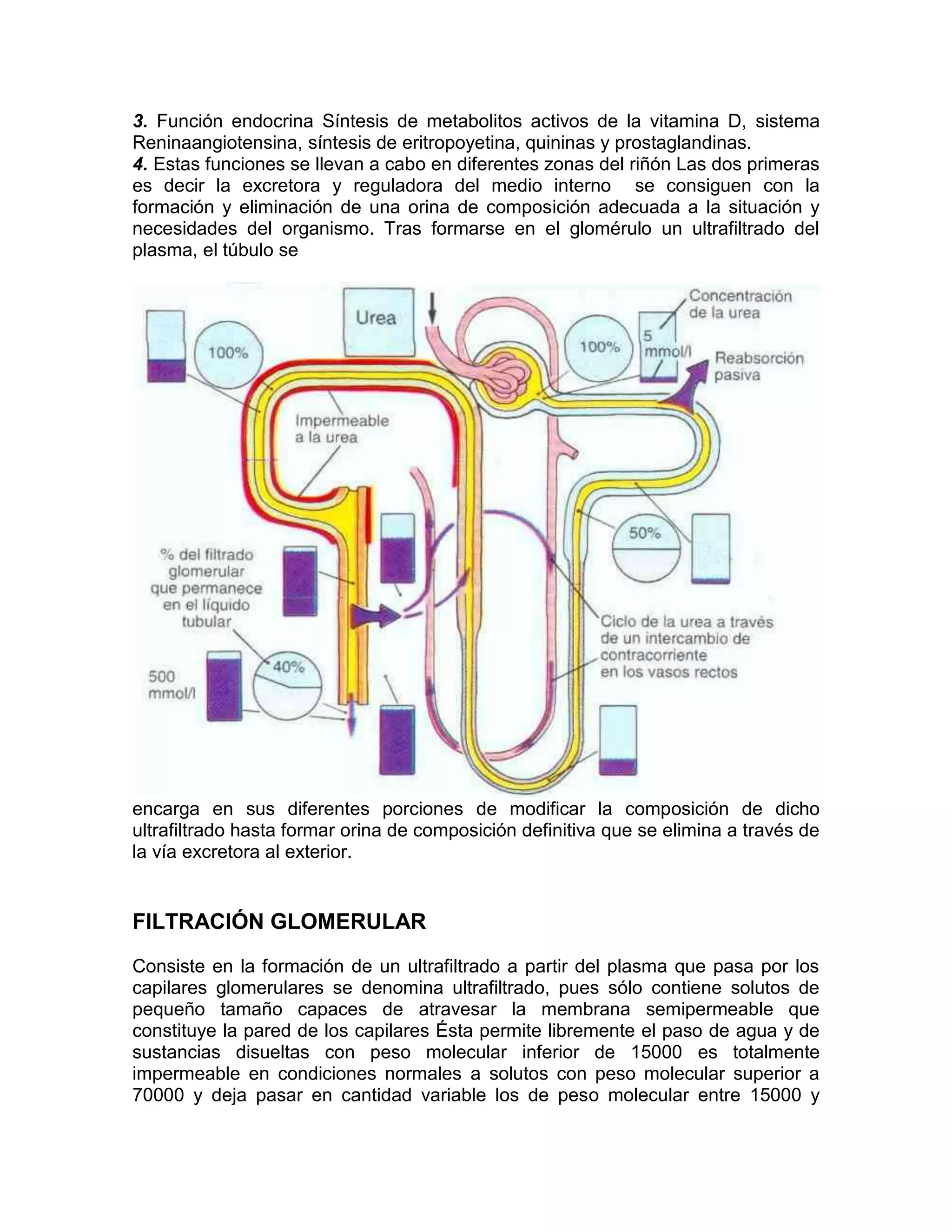 Anatomia del riñon | DOCX | Biological Sciences | Science