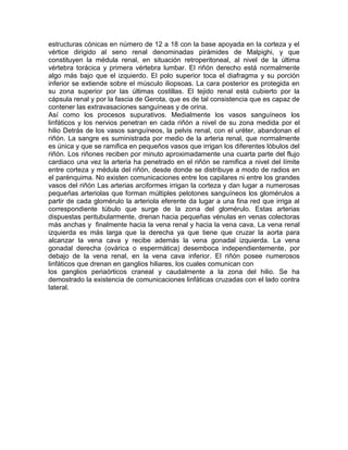 Anatomia del riñon | DOCX | Biological Sciences | Science