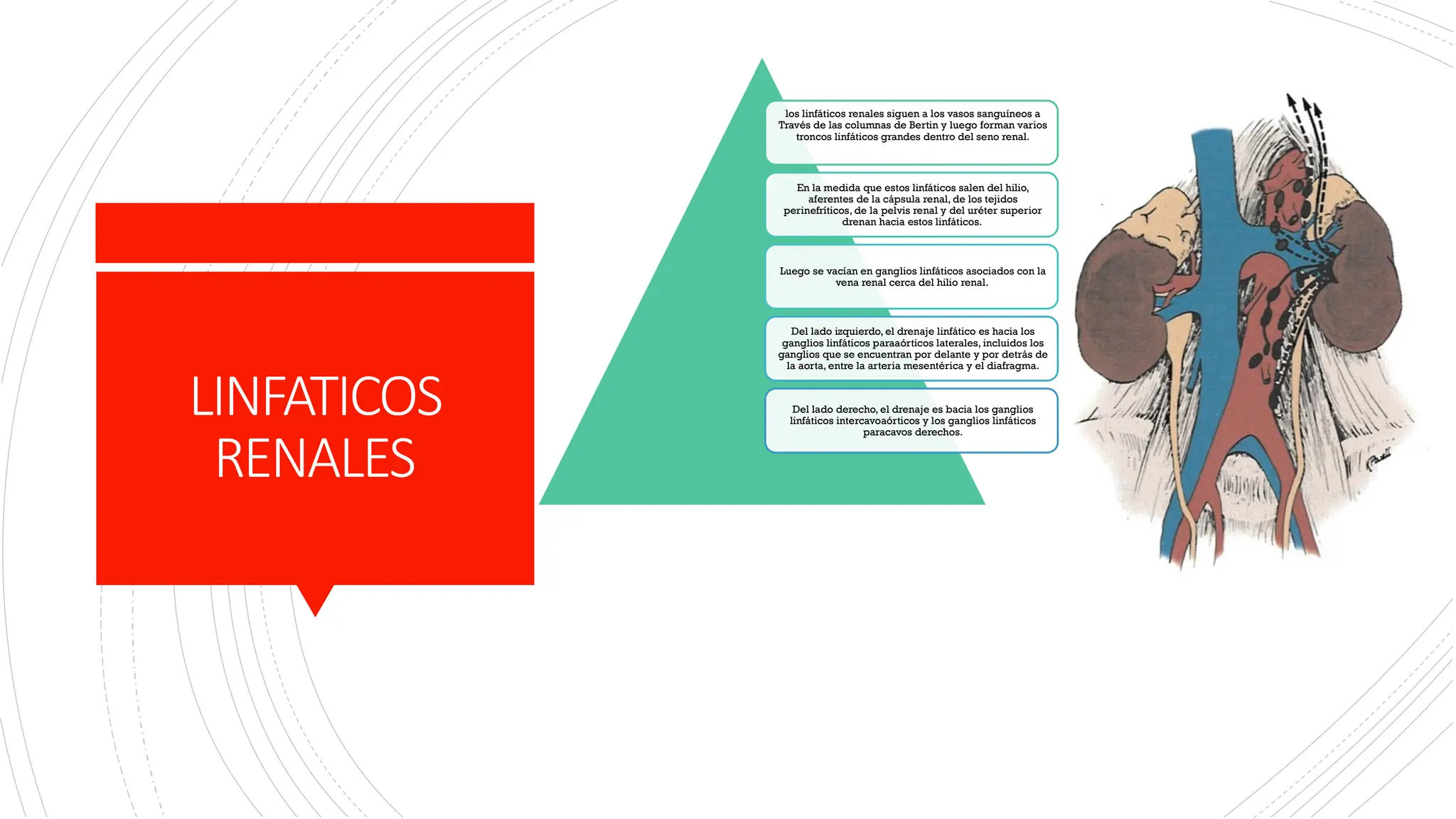 ANATOMIA,FISIOLOGIA Y EMBRIOLOGIA DEL RIÑON | PPTX