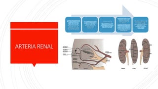 ANATOMIA,FISIOLOGIA Y EMBRIOLOGIA DEL RIÑON | PPTX