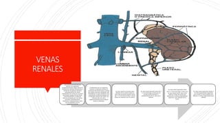 ANATOMIA,FISIOLOGIA Y EMBRIOLOGIA DEL RIÑON | PPTX