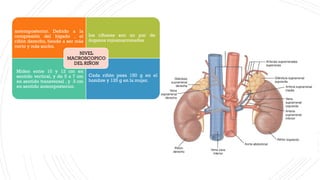 ANATOMIA,FISIOLOGIA Y EMBRIOLOGIA DEL RIÑON | PPTX