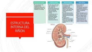ANATOMIA,FISIOLOGIA Y EMBRIOLOGIA DEL RIÑON | PPTX