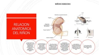 ANATOMIA,FISIOLOGIA Y EMBRIOLOGIA DEL RIÑON | PPTX