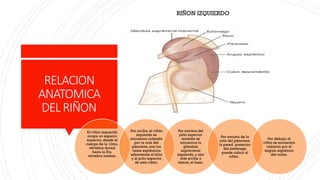 ANATOMIA,FISIOLOGIA Y EMBRIOLOGIA DEL RIÑON | PPTX