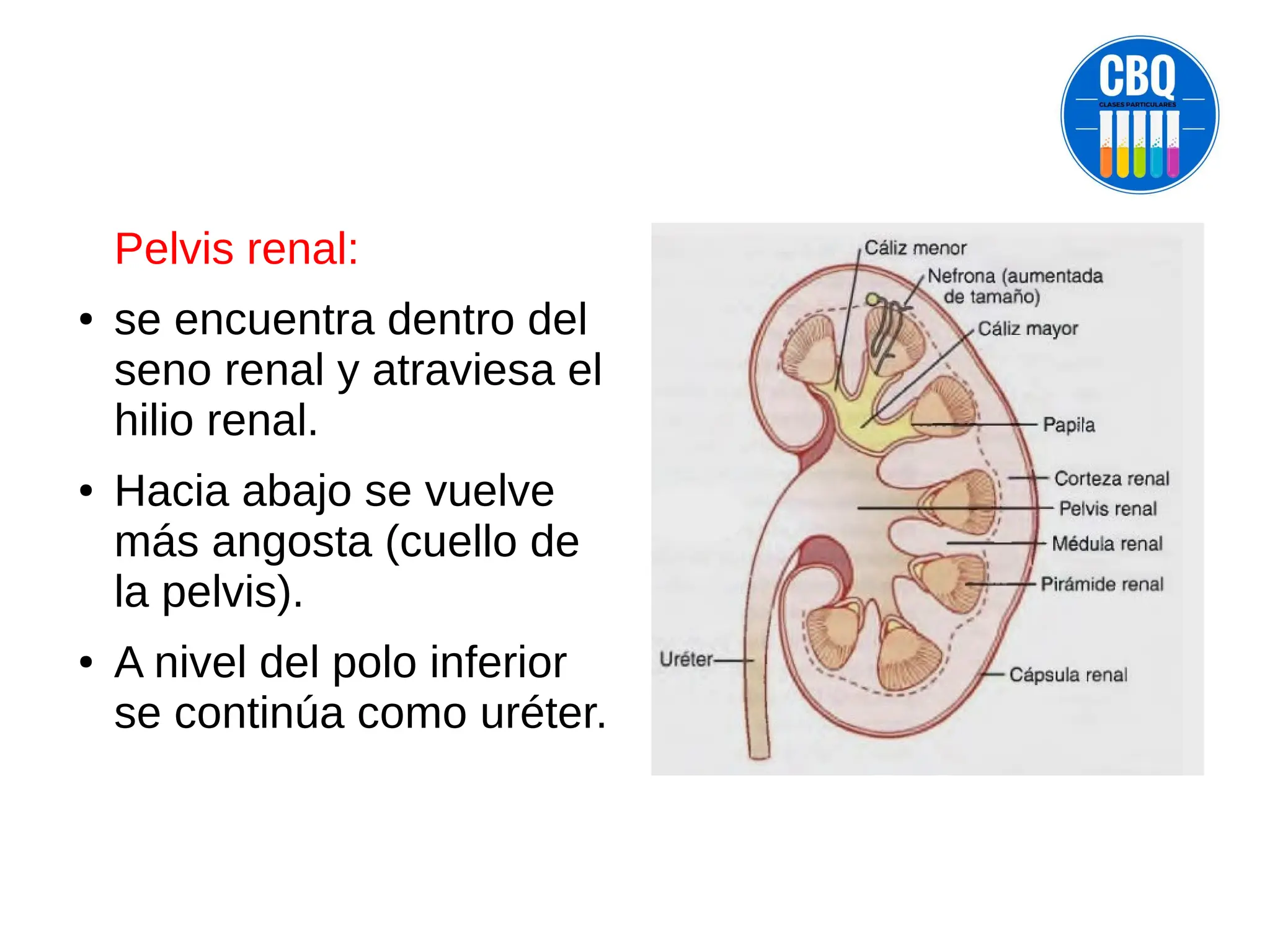ANATOMIA DELRIÑON IMAGNES DE APOYO.pdf