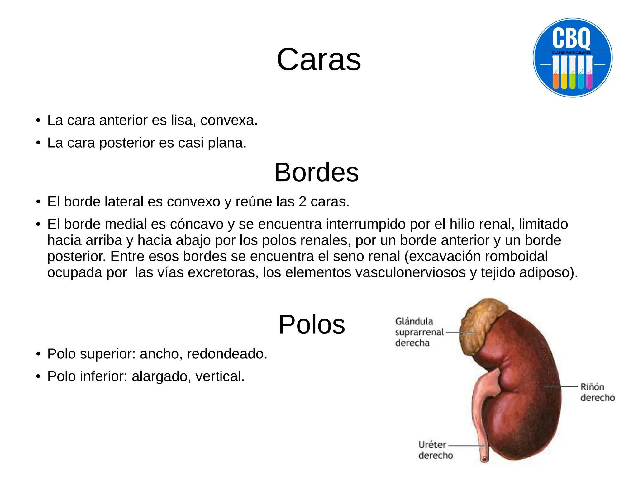 ANATOMIA DELRIÑON IMAGNES DE APOYO.pdf