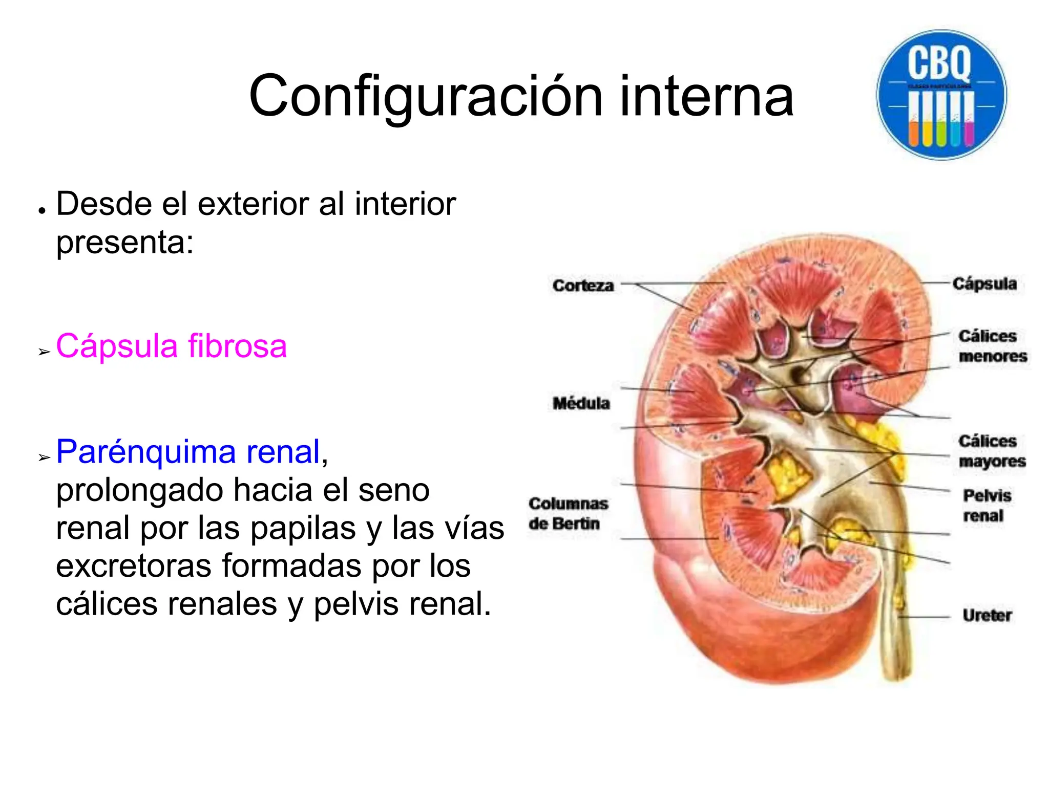 ANATOMIA DELRIÑON IMAGNES DE APOYO MACROSCOPIA.pptx