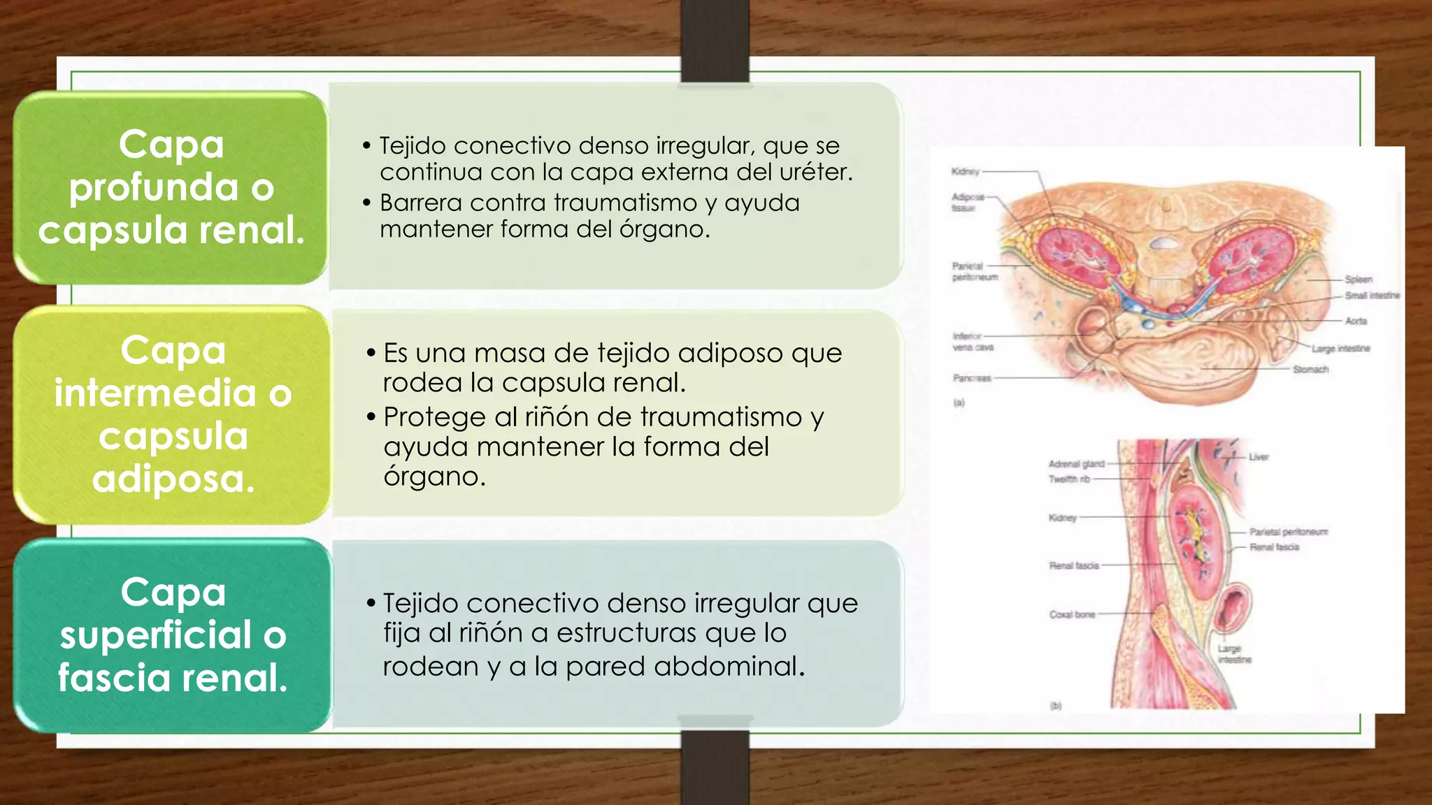 Anatomia del riñon y sistemas uvm | PPTX
