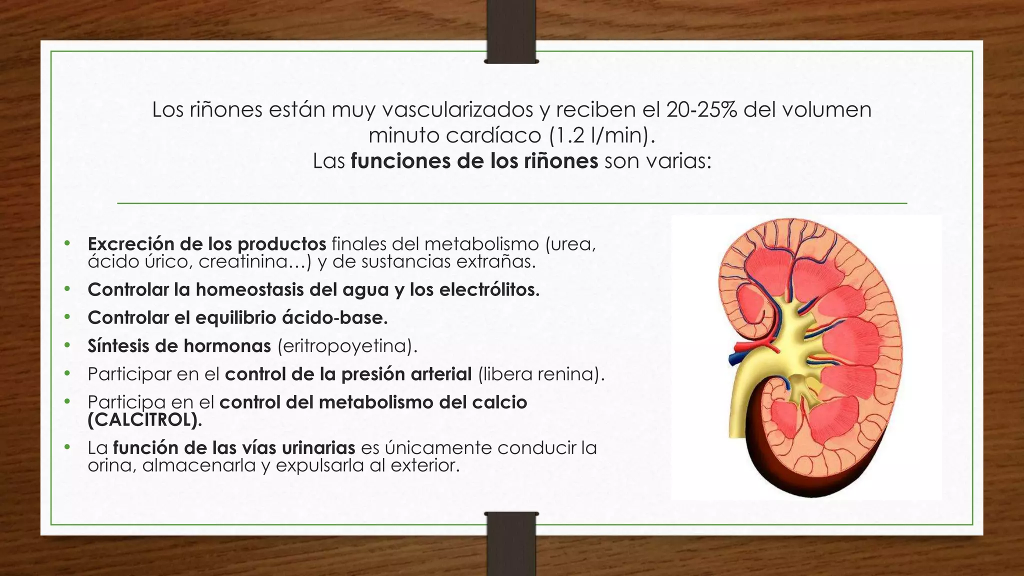 Anatomia del riñon y sistemas uvm | PPTX