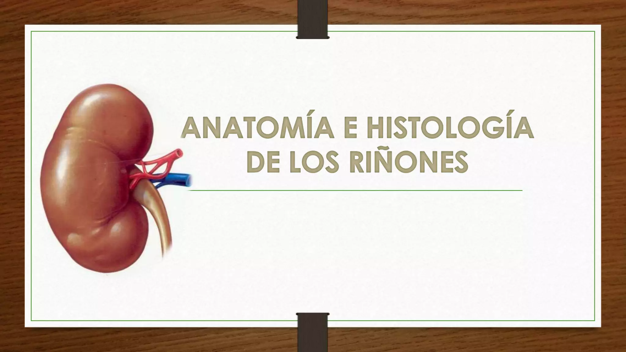 Anatomia del riñon y sistemas uvm | PPTX