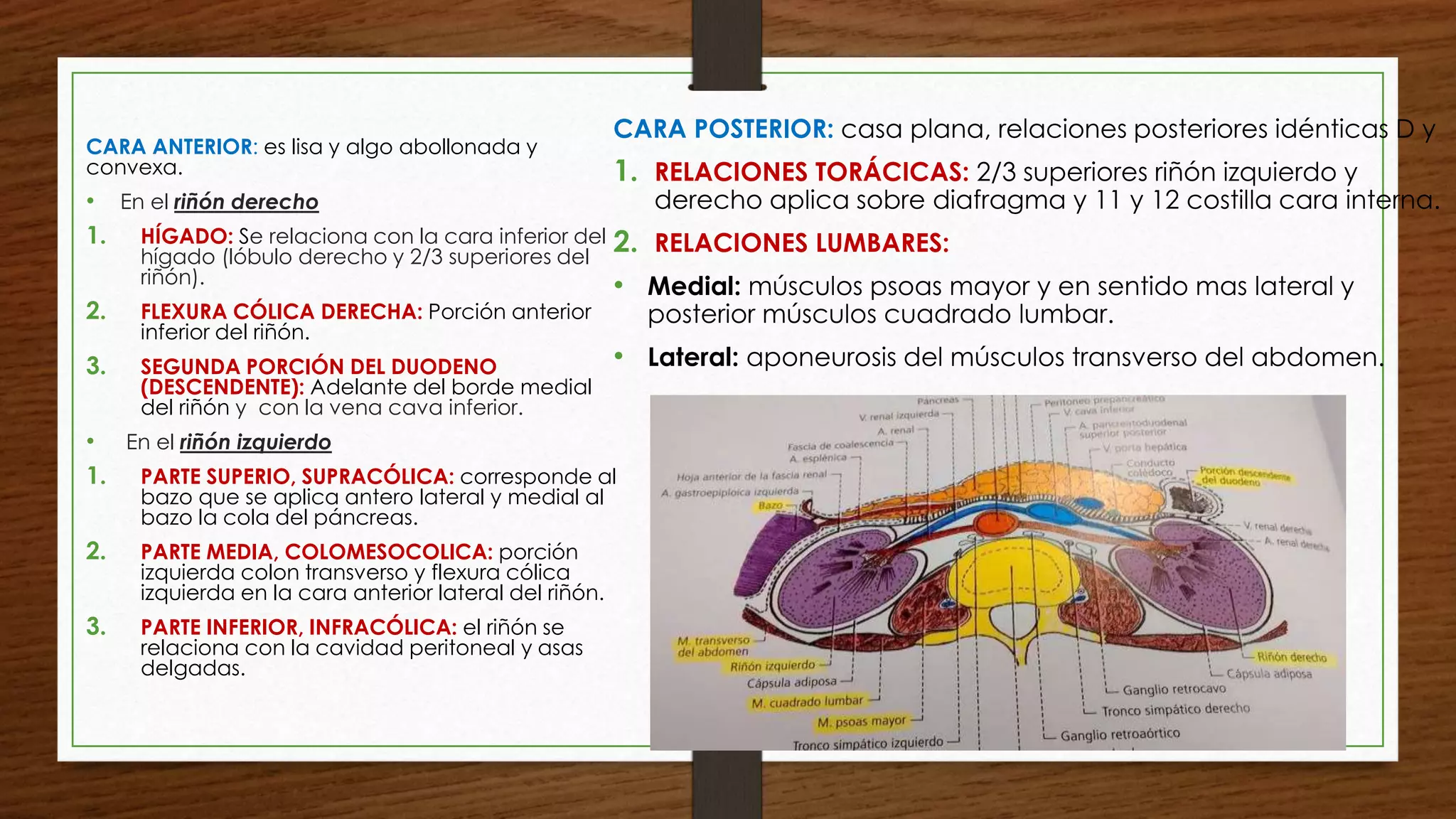 Anatomia del riñon y sistemas uvm | PPTX