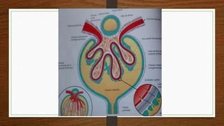 Anatomia del riñon y sistemas uvm | PPTX