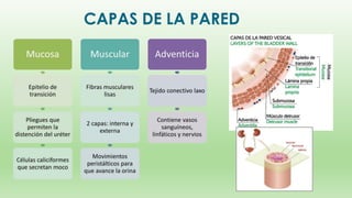 Anatomia del riñon y sistemas uvm | PPTX