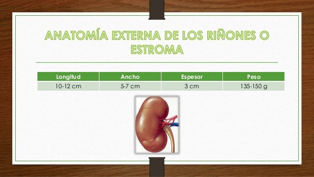 Anatomia del riñon y sistemas uvm