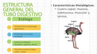 ANATOMIA DEL SEGMENTO DIGESTIVO DEL AVESTRUZ ,ATEIO.pptx