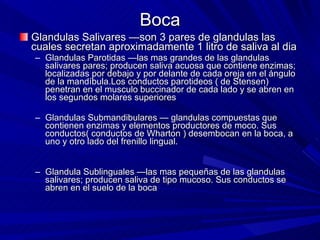 Boca Glandulas Salivares —son 3 pares de glandulas las cuales secretan aproximadamente 1 litro de saliva al dia  Glandulas Parotidas —las mas grandes de las glandulas salivares pares; producen saliva acuosa que contiene enzimas;  localizadas por debajo y por delante de cada oreja en el ángulo de la mandíbula.Los conductos parotideos ( de Stensen) penetran en el musculo buccinador de cada lado y se abren en los segundos molares superiores Glandulas Submandibulares — glandulas compuestas que contienen enzimas y elementos productores de moco.  Sus conductos( conductos de Wharton ) desembocan en la boca, a uno y otro lado del frenillo lingual. Glandula Sublinguales —las mas pequeñas de las glandulas salivares; producen saliva de tipo mucoso.  Sus conductos se abren en el suelo de la boca   