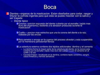 Boca Dientes—organos de la masticacion. Estan diseñados para cortar, rasgar y triturar la comida ingerida para que esta se pueda mezclar con la saliva y ser tragada Diente tipico  Corona—porcion expuesta del diente cubierta por el esmalte ( tejido mas duro del organismo); resitente a la abrasion producida durante la masticacion Cuello— porcion mas estrecha que una la corona del diente a la raiz; rodeada por las encias Raiz-penetra o encaja en la cuenca del proceso alveolar y esta suspendida por la membrana periodontal fibrosa La cobertura externa contiene dos tejidos adicionales: dentina y el cemento  La dentina forma la mayor parte de la cobertura del diente; en la corona esta cubierta por el esmalte ( tejido mas duro del cuerpo ) y por el cemento en el cuello y la raiz  Cavidad Pulpar—localizada en la dentina, contiene tejido conectivo, sangre, vasos linfaticos y nervios sensitivos  