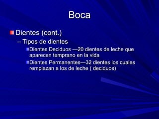 Boca Dientes (cont.) Tipos de dientes  Dientes Deciduos —20 dientes de leche que aparecen temprano en la vida  Dientes Permanentes—32 dientes los cuales remplazan a los de leche ( deciduos)  