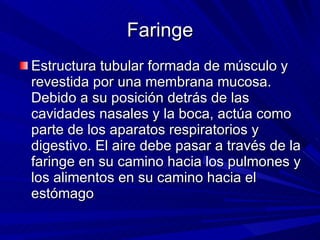 Faringe Estructura tubular formada de músculo y revestida por una membrana mucosa. Debido a su posición detrás de las cavidades nasales y la boca, actúa como parte de los aparatos respiratorios y digestivo. El aire debe pasar a través de la faringe en su camino hacia los pulmones y los alimentos en su camino hacia el estómago   