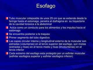 Esofago  Tubo muscular colapsable de unos 25 cm que se extiende desde la faringe hasta el estomago, penetra al diafragma en  su trayectoria de la cavidad toraxica a la abdominal Actúa como un conducto para los alimentos y los impulsa hacia el estómago Se encuentra posterior a la traquea Primer segmento del tubo digestivo Las capas circular interna y longitudinal externa de la muscular son estriadas (voluntarias) en el tercio superior del esofago, son mixtas (estriadas y lisas) en el tercio medio y lisas (involuntarias) en el tercio inferior Cada extremo del esofago esta protegido por un esfinter muscular (esfinter esofagico superior y esfinter esofagico inferior) 