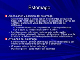 Estomago  Dimensiones y posicion del estomago Sirve como bolsa a la que llegan los alimentos después de haber sido masticados, deglutidos y desplazados a través del esófago. Su tama ño varia dependiendo del grado de distension Cuando el alimento sale sus paredes se colapsan parcialmente En el adulto su capacidad varia entre 1-1.5 litros Localizacion del estomago: parte superior de la cavidad abdominal por debajo del higado y del diafragma, 5/6 partes a la izquierda de la linea media (epigastrio e hipocondrio izquierdo) Divisiones del estomago  Fundus o fondo—porcion grande que existe a la izquierda y por encima de la apertura del esofago en el estomago Cuerpo—parte cental del estomago Pylorus o piloro—parte inferior del estomago 