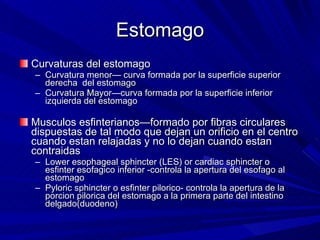 Estomago Curvaturas del estomago Curvatura menor— curva formada por la superficie superior derecha  del estomago Curvatura Mayor—curva formada por la superficie inferior izquierda del estomago Musculos esfinterianos—formado por fibras circulares dispuestas de tal modo que dejan un orificio en el centro cuando estan relajadas y no lo dejan cuando estan contraidas Lower esophageal sphincter (LES) or cardiac sphincter o esfinter esofagico inferior -controla la apertura del esofago al estomago  Pyloric sphincter o esfinter pilorico- controla la apertura de la porcion pilorica del estomago a la primera parte del intestino delgado(duodeno)  