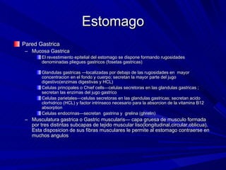 Estomago Pared Gastrica Mucosa Gastrica  El revestimiento epitelial del estomago se dispone formando rugosidades denominadas pliegues gastricos (fosetas gastricas) Glandulas gastricas —localizadas por debajo de las rugosidades en  mayor concentracion en el fondo y cuerpo; secretan la mayor parte del jugo digestivo(enzimas digestivas y HCL)  Celulas principales o Chief cells—celulas secretoras en las glandulas gastricas ; secretan las enzimas del jugo gastrico  Celulas parietales—celulas secretoras en las glandulas gastricas; secretan acido clorhidrico (HCL) y factor intrinseco necesario para la absorcion de la vitamina B12 absorption Celulas endocrinas—secretan  gastrina y  grelina (ghrelin) Musculatura gastrica o Gastric muscularis— capa gruesa de musculo formada por tres distintas subcapas de tejido muscular liso(longitudinal,circular,oblicua). Esta disposicion de sus fibras musculares le permite al estomago contraerse en muchos angulos  
