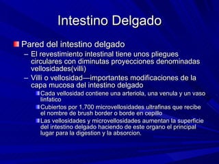 Intestino Delgado Pared del intestino delgado El revestimiento intestinal tiene unos pliegues circulares con diminutas proyecciones denominadas vellosidades(villi) Villi o vellosidad—importantes modificaciones de la capa mucosa del intestino delgado Cada vellosidad contiene una arteriola, una venula y un vaso linfatico Cubiertos por 1,700 microvellosidades ultrafinas que recibe el nombre de brush border o borde en cepillo Las vellosidades y microvellosidades aumentan la superficie del intestino delgado haciendo de este organo el principal lugar para la digestion y la absorcion. 