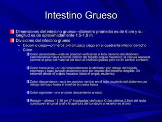 Intestino Grueso Dimensiones del intestino grueso—diametro promedio es de 6 cm y su longitud es de aproximadamente 1.5-1.8 m Divisiones del intestino grueso  Cecum o ciego—primeros 5-8 cm,saco ciego en el cuadrante inferior derecho  Colon Colon ascendente—esta en posicion vertical en el lado derecho del abdomen extendiendose hasta el borde inferior del higado(angulo hepatico); la valvula ileocecal permite el paso del material del ileon al intestino grueso pero no en sentido contrario Colon transverso --cruza horizontalmente el abdomen por debajo del higado, estomago y bazo (angulo esplenico) pero por encima del intestino delgado. Se extiende desde el angulo hepatico hasta el angulo esplenico Colon descendente—esta en posicion vertical en el lado izquierdo del abdomen,por debajo del bazo hasta el nivel de la cresta ileaca Colon sigmoide—une el colon descendente al recto Rectum—ultimos 17-20 cm (7-8 pulgadas) del tracto GI;los ultimos 2.5cm del recto constituyen el canal anal y la apertura del conducto al exterior es el ano  