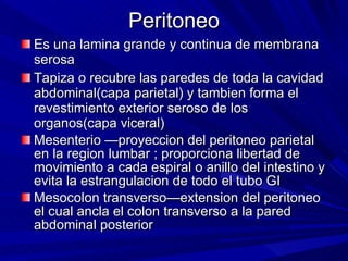 Peritoneo Es una lamina grande y continua de membrana serosa Tapiza o recubre las paredes de toda la cavidad abdominal(capa parietal) y tambien forma el revestimiento exterior seroso de los organos(capa viceral) Mesenterio  —proyeccion del peritoneo parietal en la region lumbar ; proporciona libertad de movimiento a cada espiral o anillo del intestino y evita la estrangulacion de todo el tubo GI  Mesocolon transverso—extension del peritoneo el cual ancla el colon transverso a la pared abdominal posterior 