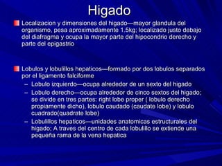 Higado Localizacion y dimensiones del higado—mayor glandula del organismo, pesa aproximadamente 1.5kg; localizado justo debajo del diafragma y ocupa la mayor parte del hipocondrio derecho y parte del epigastrio Lobulos y lobulillos hepaticos—formado por dos lobulos separados por el ligamento falciforme Lobulo izquierdo—ocupa alrededor de un sexto del higado Lobulo derecho—ocupa alrededor de cinco sextos del higado; se divide en tres partes: right lobe proper ( lobulo derecho propiamente dicho), lobulo caudado (caudate lobe) y lobulo cuadrado(quadrate lobe) Lobulillos hepaticos—unidades anatomicas estructurales del higado; A traves del centro de cada lobulillo se extiende una pequeña rama de la vena hepatica 