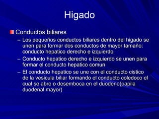 Higado Conductos biliares Los pequeños conductos biliares dentro del higado se unen para formar dos conductos de mayor tamaño: conducto hepatico derecho e izquierdo Conducto hepatico derecho e izquierdo se unen para formar el conducto hepatico comun El conducto hepatico se une con el conducto cistico de la vesicula biliar formando el conducto coledoco el cual se abre o desemboca en el duodeno(papila duodenal mayor) 
