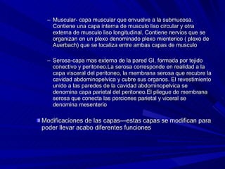 Muscular- capa muscular que envuelve a la submucosa. Contiene una capa interna de musculo liso circular y otra externa de musculo liso longitudinal. Contiene nervios que se organizan en un plexo denominado plexo mienterico ( plexo de Auerbach) que se localiza entre ambas capas de musculo Serosa-capa mas externa de la pared GI, formada por tejido conectivo y peritoneo.La serosa corresponde en realidad a la capa visceral del peritoneo, la membrana serosa que recubre la cavidad abdominopelvica y cubre sus organos. El revestimiento unido a las paredes de la cavidad abdominopelvica se denomina capa parietal del peritoneo.El pliegue de membrana serosa que conecta las porciones parietal y viceral se denomina mesenterio Modificaciones de las capas—estas capas se modifican para poder llevar acabo diferentes funciones 