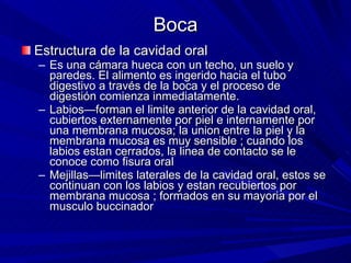 Boca Estructura de la cavidad oral  Es una cámara hueca con un techo, un suelo y paredes. El alimento es ingerido hacia el tubo digestivo a través de la boca y el proceso de digestión comienza inmediatamente. Labios—forman el limite anterior de la cavidad oral, cubiertos externamente por piel e internamente por una membrana mucosa; la union entre la piel y la membrana mucosa es muy sensible ; cuando los labios estan cerrados, la linea de contacto se le conoce como fisura oral Mejillas—limites laterales de la cavidad oral, estos se continuan con los labios y estan recubiertos por membrana mucosa ; formados en su mayoria por el musculo buccinador  