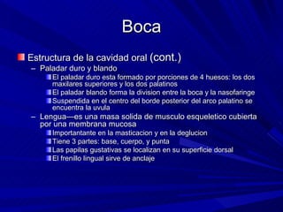 Boca Estructura de la cavidad oral  (cont.) Paladar duro y blando El paladar duro esta formado por porciones de 4 huesos: los dos maxilares superiores y los dos palatinos  El paladar blando forma la division entre la boca y la nasofaringe  Suspendida en el centro del borde posterior del arco palatino se encuentra la uvula  Lengua—es una masa solida de musculo esqueletico cubierta por una membrana mucosa  Importantante en la masticacion y en la deglucion Tiene 3 partes: base, cuerpo, y punta  Las papilas gustativas se localizan en su superficie dorsal El frenillo lingual sirve de anclaje  