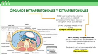 ANATOMÍA DEL SISTEMA DIGESTIVO EQ 1 P1.pdf