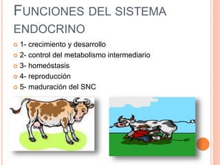 FUNCIONES DEL SISTEMA
ENDOCRINO
 1- crecimiento y desarrollo
 2- control del metabolismo intermediario
 3- homeóstasis
 4- reproducción
 5- maduración del SNC
 