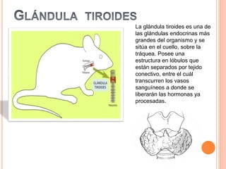 La glándula tiroides es una de
las glándulas endocrinas más
grandes del organismo y se
sitúa en el cuello, sobre la
tráquea. Posee una
estructura en lóbulos que
están separados por tejido
conectivo, entre el cuál
transcurren los vasos
sanguíneos a donde se
liberarán las hormonas ya
procesadas.
 