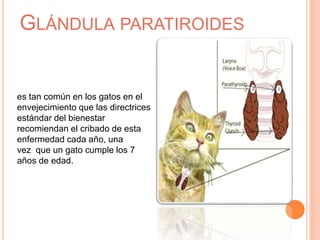 GLÁNDULA PARATIROIDES
es tan común en los gatos en el
envejecimiento que las directrices
estándar del bienestar
recomiendan el cribado de esta
enfermedad cada año, una
vez que un gato cumple los 7
años de edad.
 
