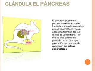 El páncreas posee una
porción secretora exocrina
formada por los denominados
acinos pancreáticos, y otra
endocrina formada por los
islotes de Langerhans. Por
ello se dice que es una
glándula mixta. La mayor
proporción del páncreas la
componen los acinos
pancreáticos
 