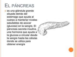 EL PÁNCREAS
 es una glándula grande
situada detrás del
estómago que ayuda al
cuerpo a mantener niveles
saludables de azúcar
(glucosa) en la sangre. El
páncreas secreta insulina,
una hormona que ayuda a
la glucosa a circular desde
la sangre hasta las células
donde se utiliza para
obtener energía
 