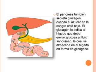 El páncreas también
secreta glucagón
cuando el azúcar en la
sangre está bajo. El
glucagón le indica al
hígado que debe
enviar glucosa al flujo
sanguíneo, la cual se
almacena en el hígado
en forma de glicógeno.
 