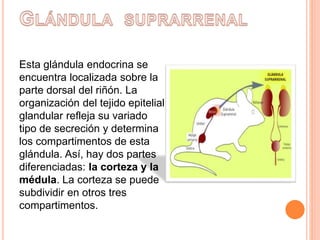 Esta glándula endocrina se
encuentra localizada sobre la
parte dorsal del riñón. La
organización del tejido epitelial
glandular refleja su variado
tipo de secreción y determina
los compartimentos de esta
glándula. Así, hay dos partes
diferenciadas: la corteza y la
médula. La corteza se puede
subdividir en otros tres
compartimentos.
 