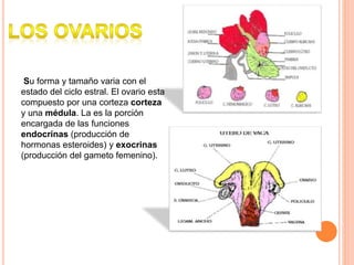 Su forma y tamaño varia con el
estado del ciclo estral. El ovario esta
compuesto por una corteza corteza
y una médula. La es la porción
encargada de las funciones
endocrinas (producción de
hormonas esteroides) y exocrinas
(producción del gameto femenino).
 