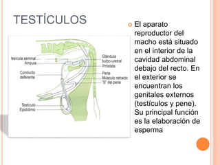 TESTÍCULOS  El aparato
reproductor del
macho está situado
en el interior de la
cavidad abdominal
debajo del recto. En
el exterior se
encuentran los
genitales externos
(testículos y pene).
Su principal función
es la elaboración de
esperma
 